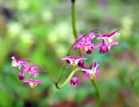 Epimedium x rubrum Sweetheart